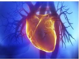 قلب و عروق چیست بیماری های قلبی و عروقی pdf درمان بیماری قلبی مقاله قلب و عروق و پیشگیری از بیماری های مربوط به آن شایع ترین بیماری های قلبی علائم بیماری قلبی در زنان علائم ظاهری بیماری قلبی بیماری های قلبی عروقی ppt